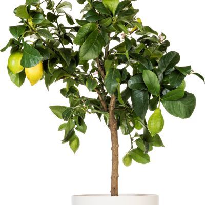 Citronnier des 4 saisons - Leaderplant