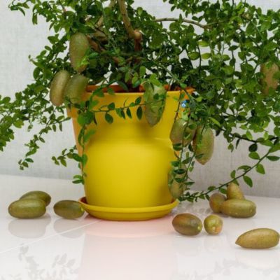 Citron Caviar Alstonville - Leaderplant