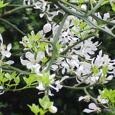 Citronnier épineux Pomeroy - Leaderplant