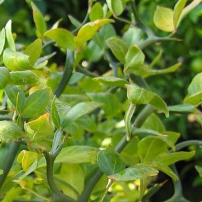 Citronnier épineux Pomeroy - Leaderplant