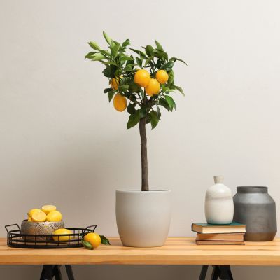 Citronnier 'Volkamer' - Leaderplant