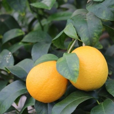 Citronnier 'Volkamer' - Leaderplant