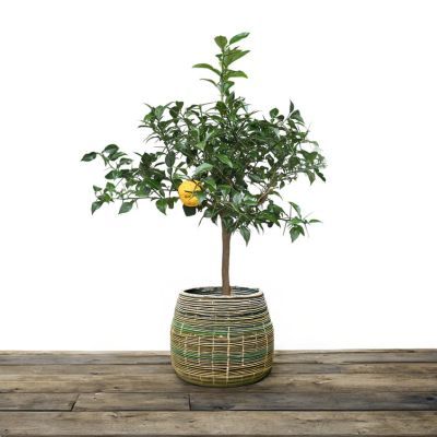 Citron Yuzu - Leaderplant
