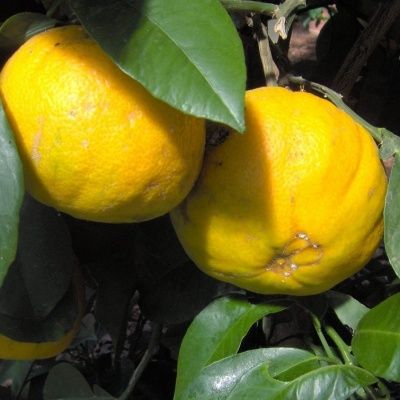 Bigaradier Bouquet de Nice - Leaderplant