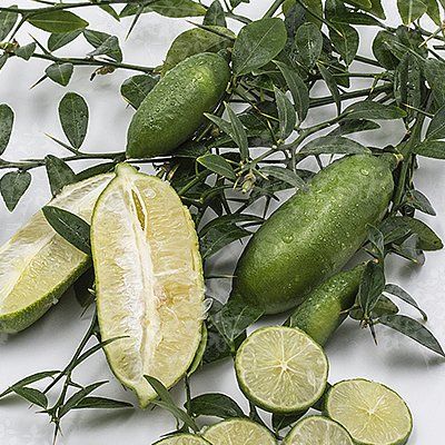 Citron Faustrime - Leaderplant