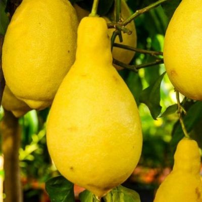 Citron Poire du Commandeur - Leaderplant