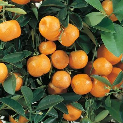 Oranger d'Appartement - Calamondin - Calamansi - Leaderplant