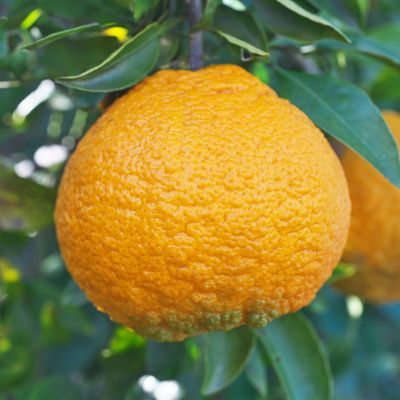 Mandarine Satsuma Magarita - Leaderplant
