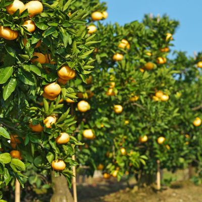 Mandarine Satsuma Magarita - Leaderplant