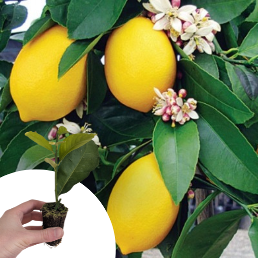 Citronnier des 4 saisons en mini-motte  - Leaderplant