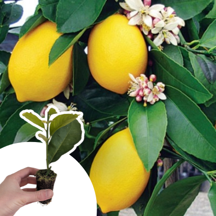 Citronnier des 4 saisons en mini-motte  - Leaderplant