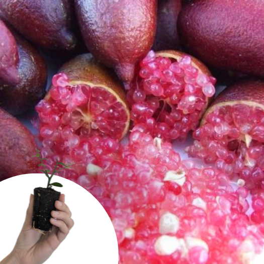 Citron Caviar à chair rose en mini-motte  - Leaderplant