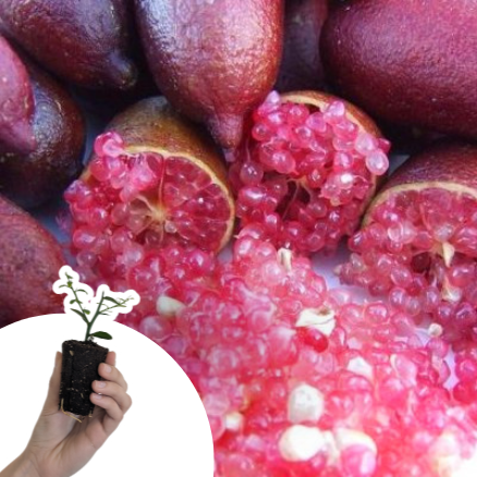 Citron Caviar à chair rose en mini-motte  - Leaderplant