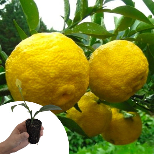 Citronnier Yuzu en mini-motte  - Leaderplant