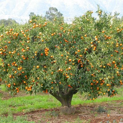 Clémentine - Leaderplant