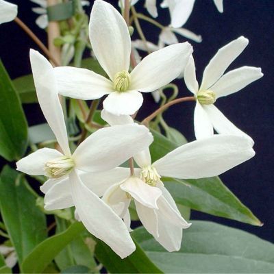 Clématite d'Armand Snowdrift - Leaderplant