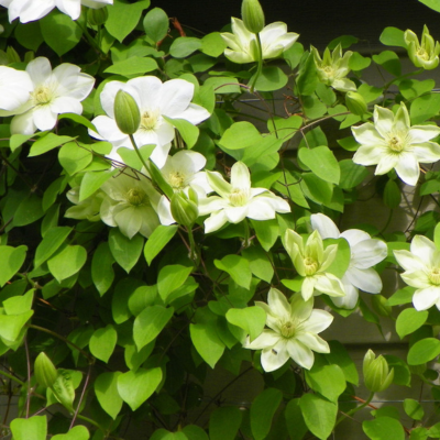 Clématite Guernsey Cream   - Leaderplant