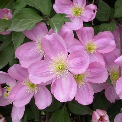 Clématite des montagnes rose - Leaderplant