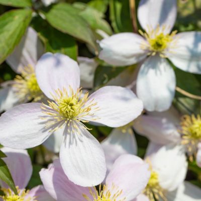 Clématite des montagnes Rubens - Leaderplant