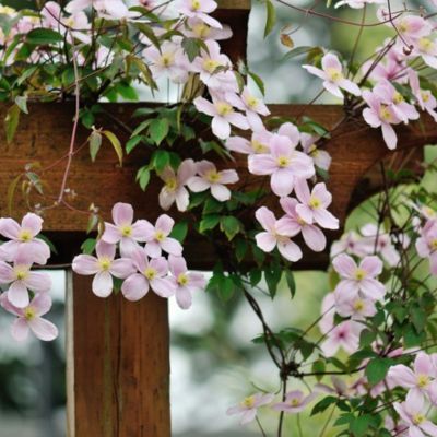Clématite des montagnes Rubens - Leaderplant