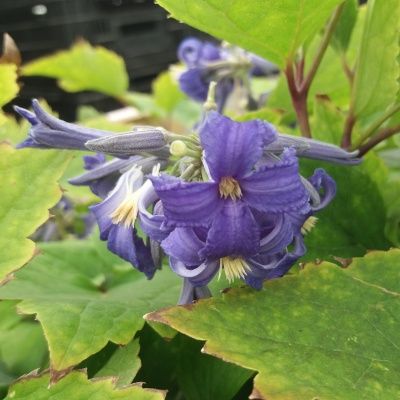 Clématite parfumée New Love - Leaderplant