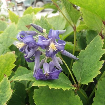 Clématite parfumée New Love - Leaderplant