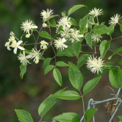 Clématite des haies - Leaderplant