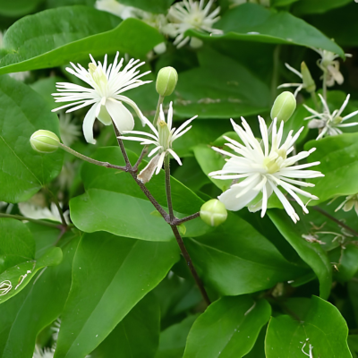 Clématite des haies - Leaderplant