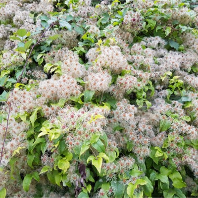 Clématite des haies - Leaderplant