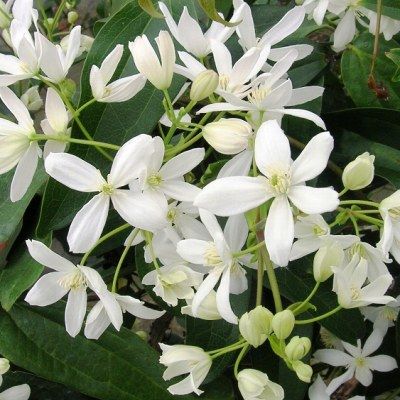 Clématite d'Armand - Leaderplant