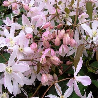 Clématite d'Armand Apple Blossom - Leaderplant