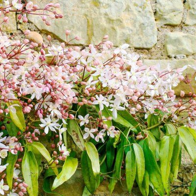 Clématite d'Armand Apple Blossom - Leaderplant