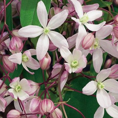 Clématite d'Armand Apple Blossom - Leaderplant