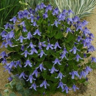 Clématite à feuilles simples Blue Ribbons - Leaderplant