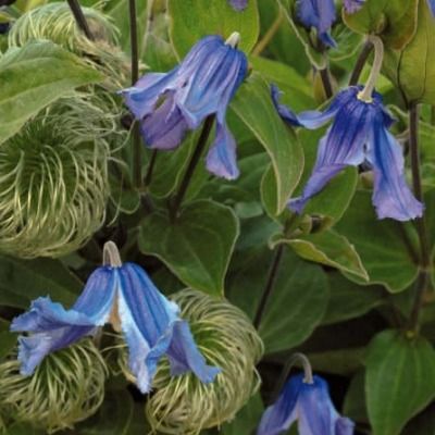 Clématite à feuilles simples Blue Ribbons - Leaderplant