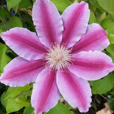 Clématite Dr Ruppel - Leaderplant