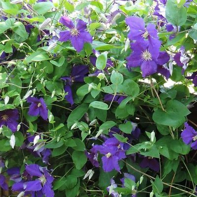 Clématite Jackmanii - Leaderplant