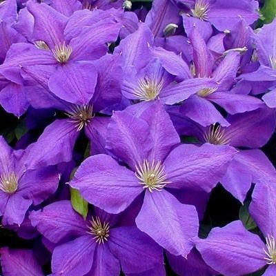 Clématite Jackmanii - Leaderplant