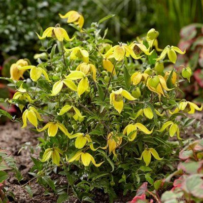 Clématite Little Lemons ® - Leaderplant