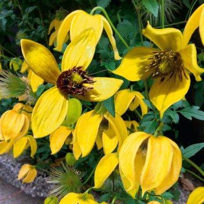 Clématite Little Lemons ® - Leaderplant