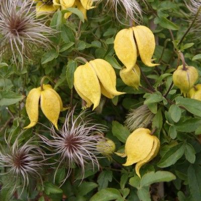 Clématite Little Lemons ® - Leaderplant