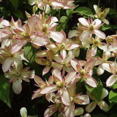 Clématite des montagnes 'Marjorie' - Leaderplant