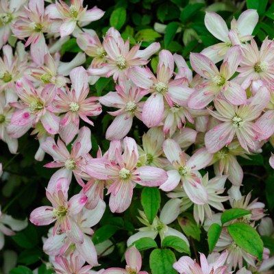 Clématite des montagnes 'Marjorie' - Leaderplant
