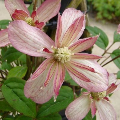 Clématite des montagnes 'Marjorie' - Leaderplant