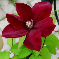 Clématite Rouge Cardinal - Leaderplant