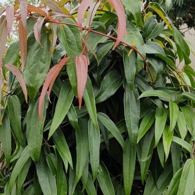 Clématite d'Armand Apple Blossom - Leaderplant