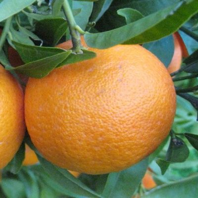 Clémentine x Mandarine Fortune - Leaderplant