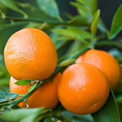 Clémentine - Leaderplant