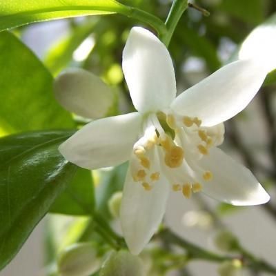 Clémentine - Leaderplant