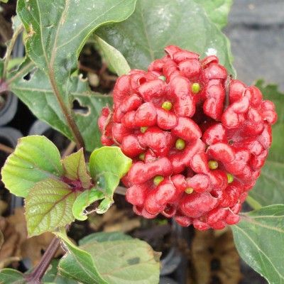 Clerodendron de Bunge - Leaderplant